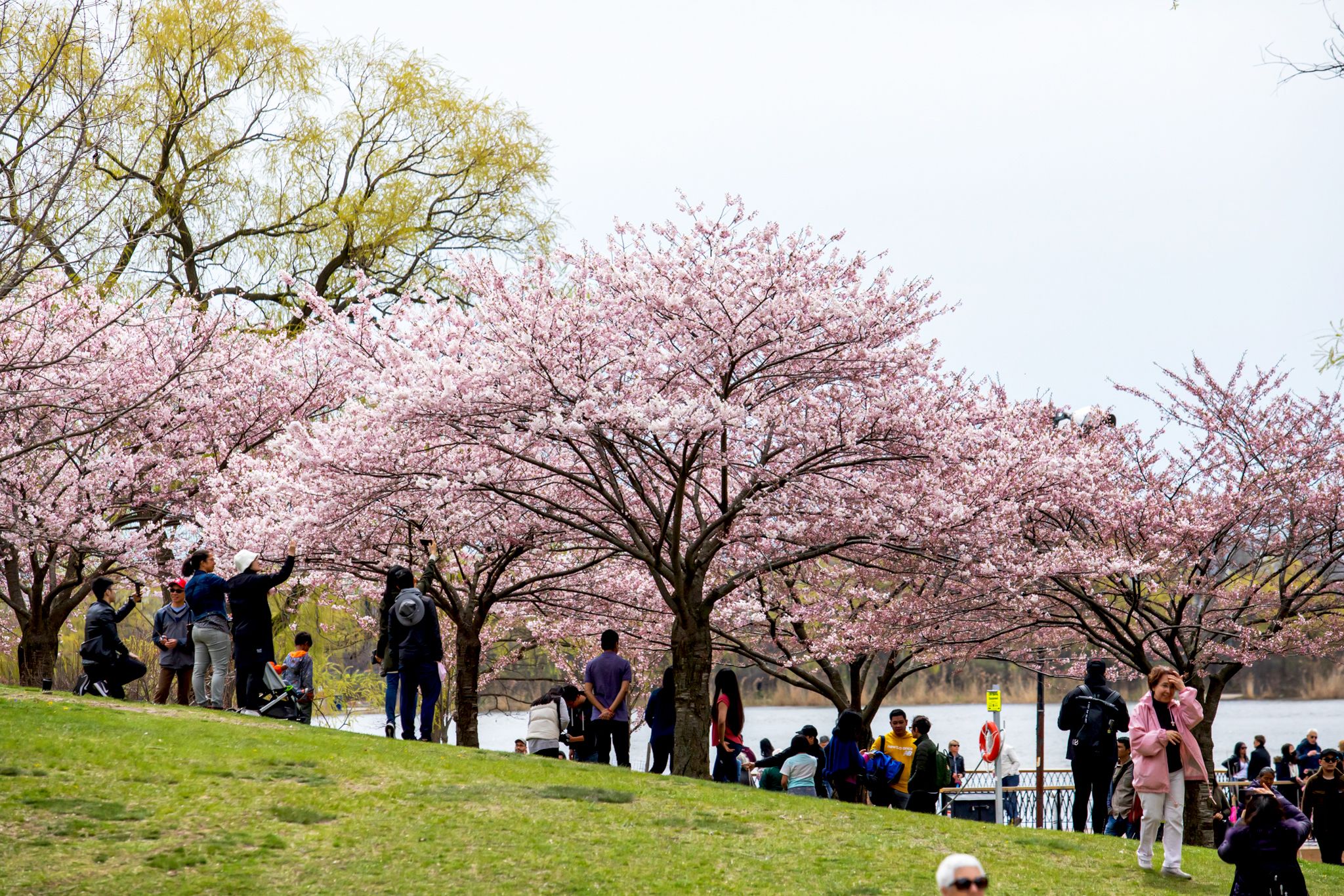 Cherry blossoms in High Park expected to reach peak bloom this week